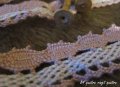 ヴィンテージレースL14/ベルギー　2.5cm幅/50cm 
